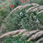 Les Glycines De Monchy- D'hotes Monchy-Humieres