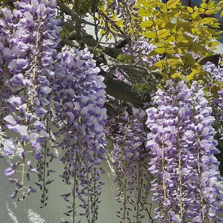 Les Glycines De Monchy- D'hôtes Couette-café 4*