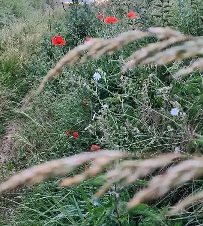 Les Glycines De Monchy- D'hôtes Monchy-Humieres