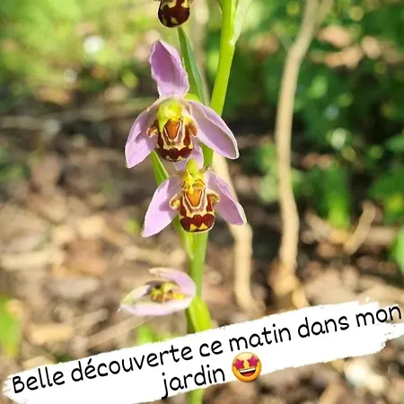 Les Glycines De Monchy- D'hôtes